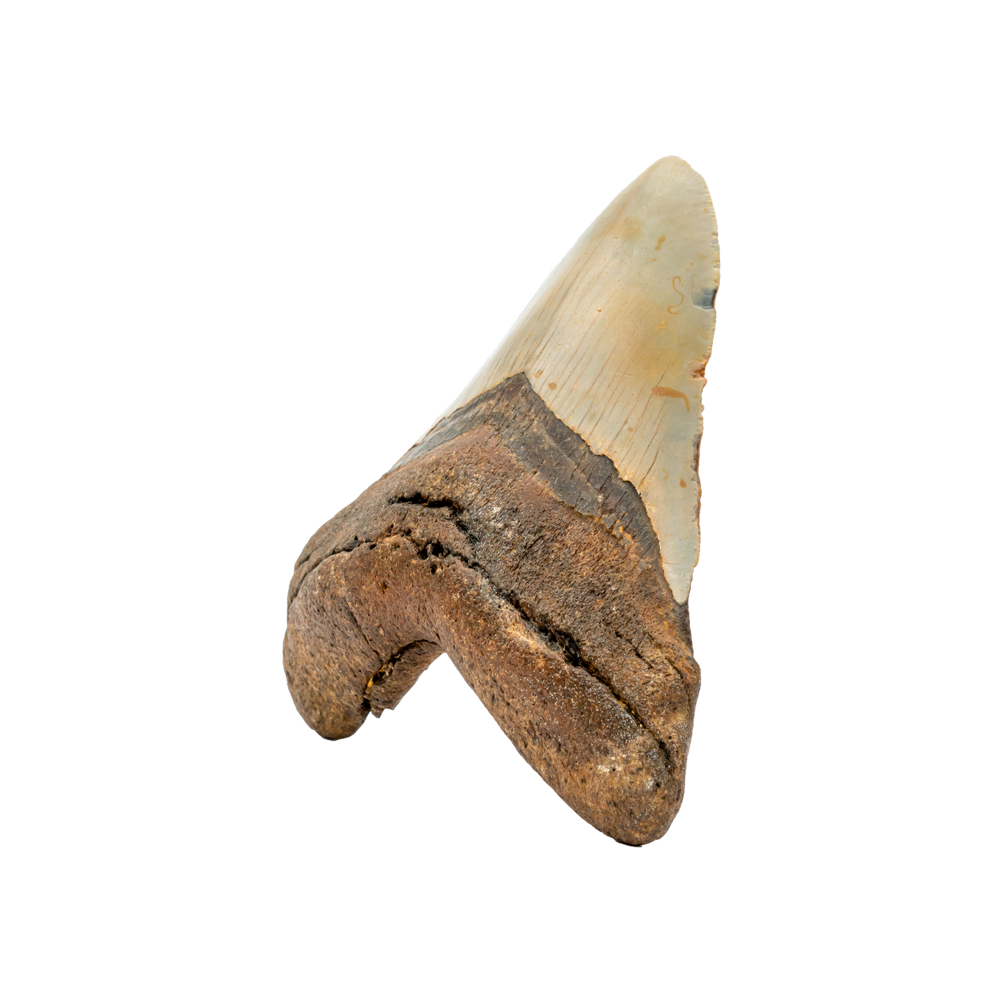 Megalodon Shark Tooth