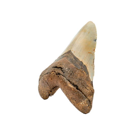 Megalodon Shark Tooth Fossil