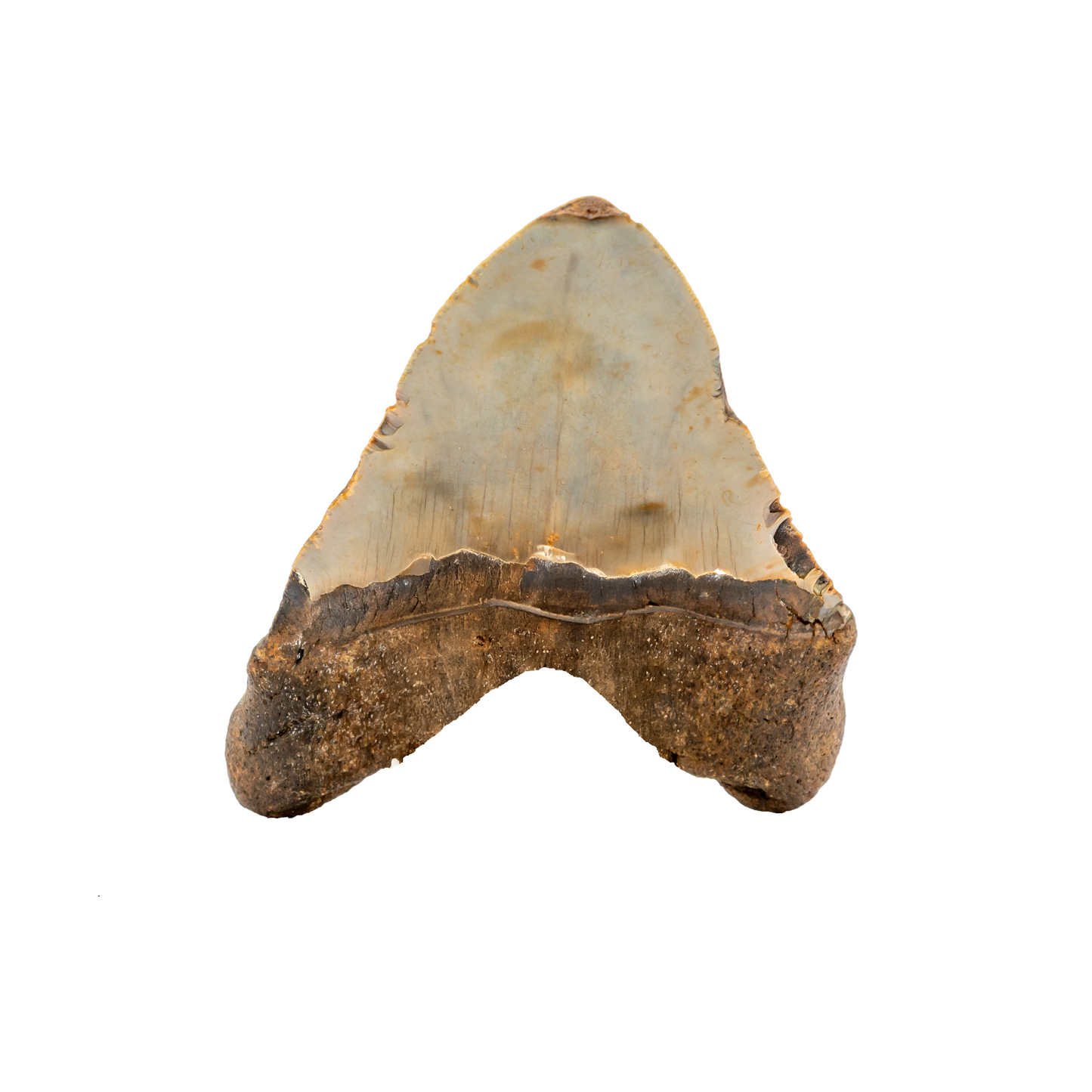 Megalodon Shark Tooth