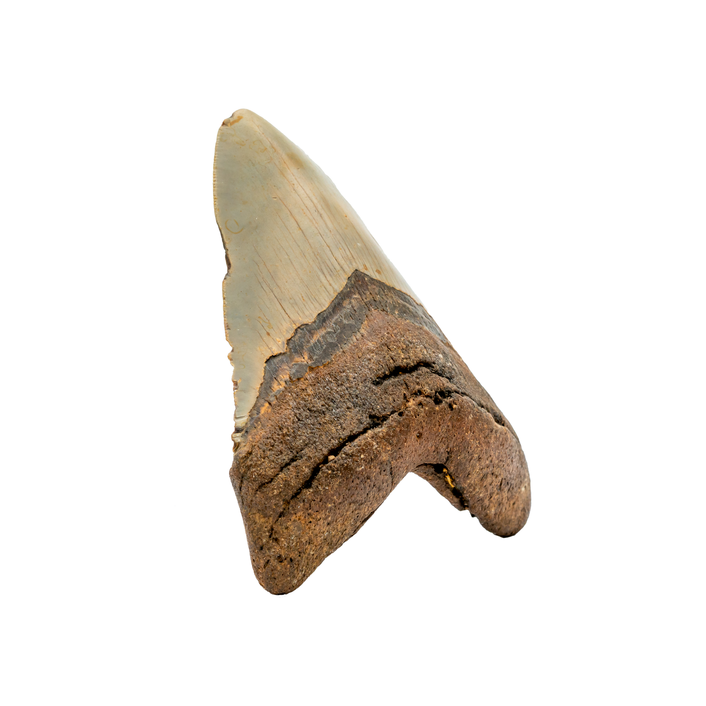 Megalodon Shark Tooth