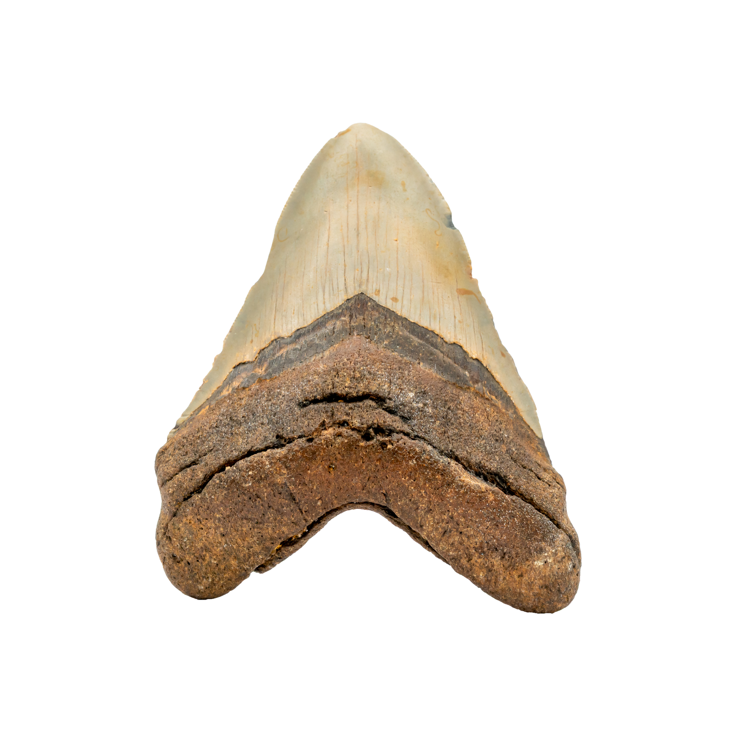 Megalodon Shark Tooth