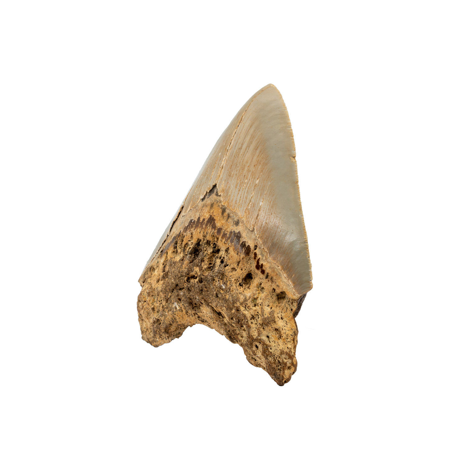 Megalodon Shark Tooth