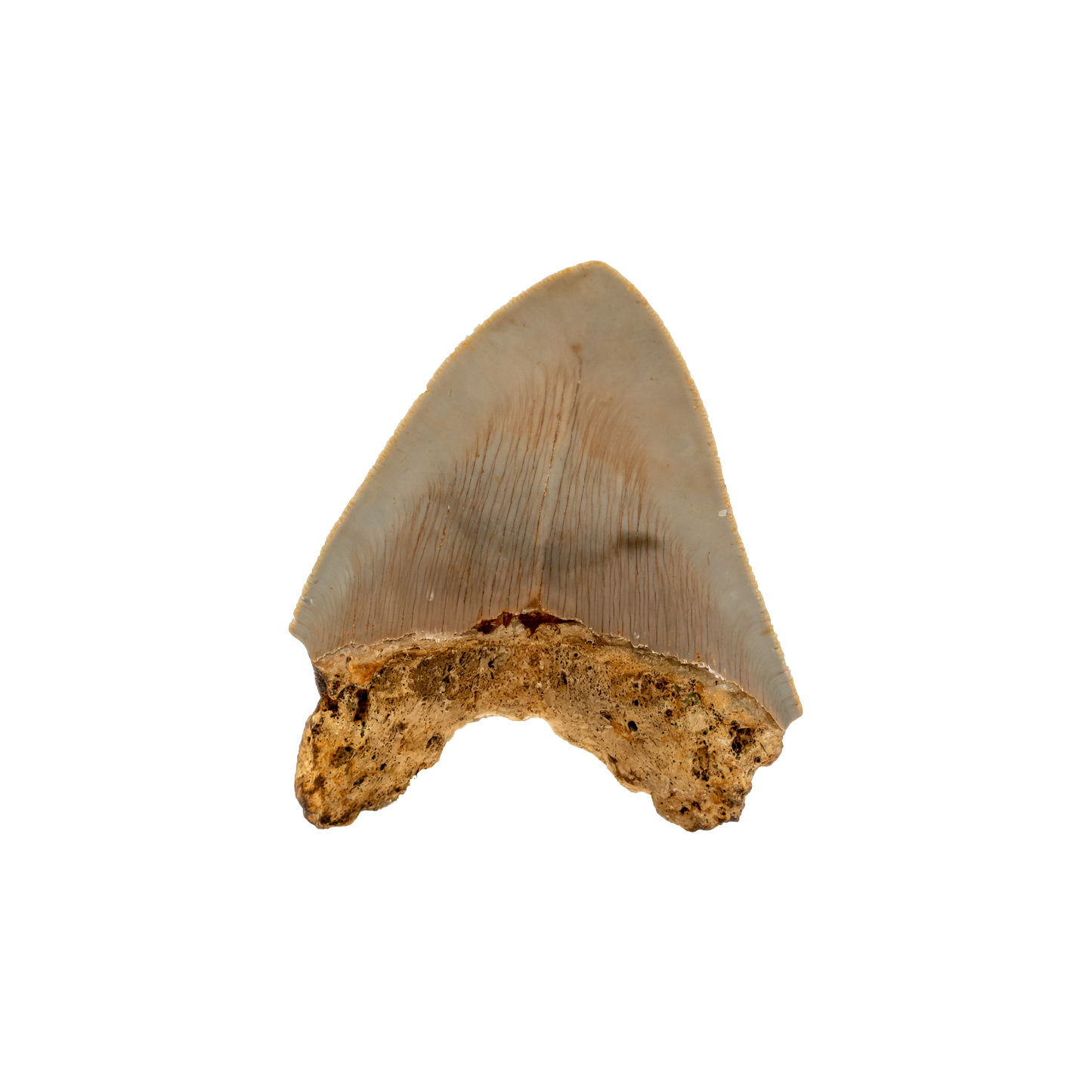 Megalodon Shark Tooth