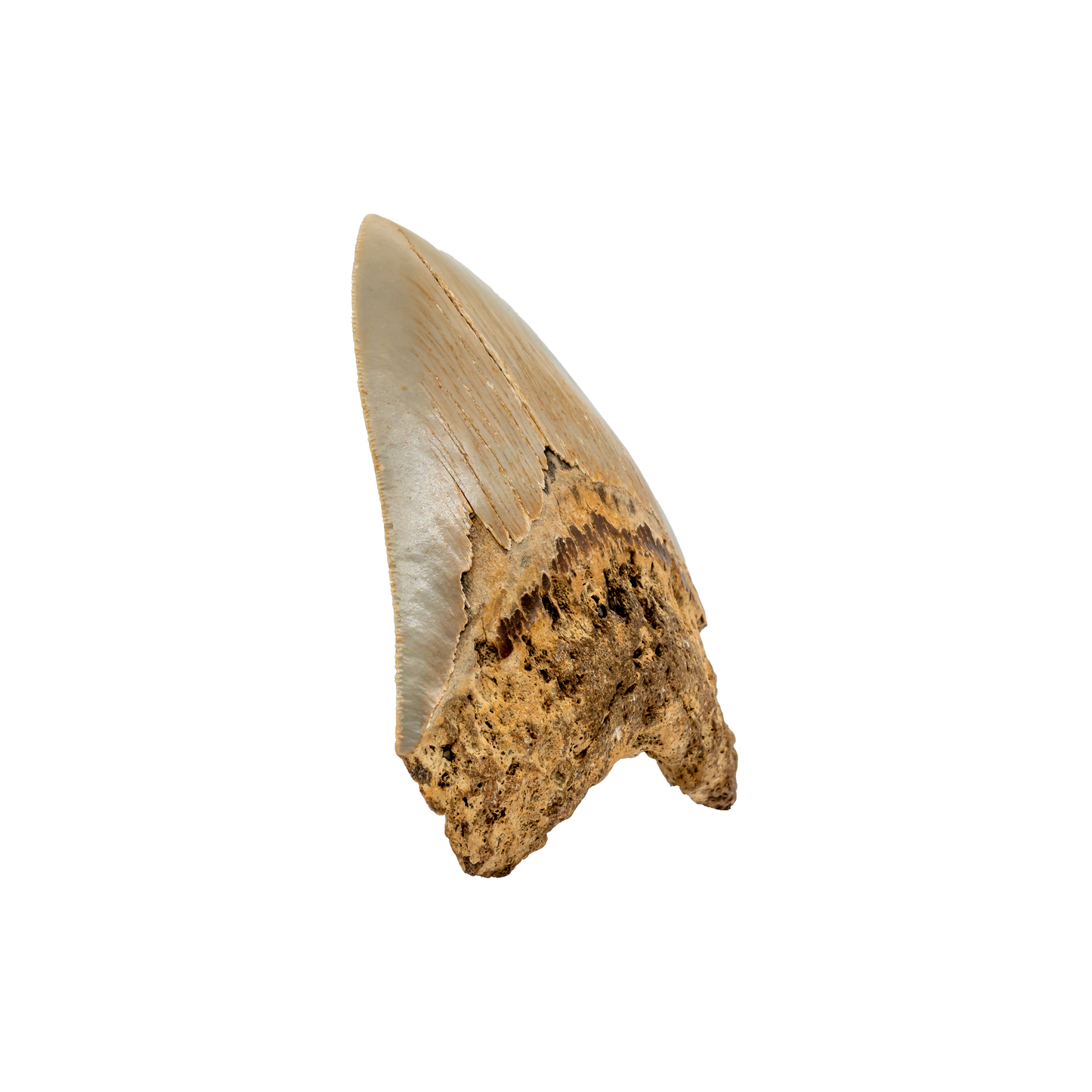 Megalodon Shark Tooth