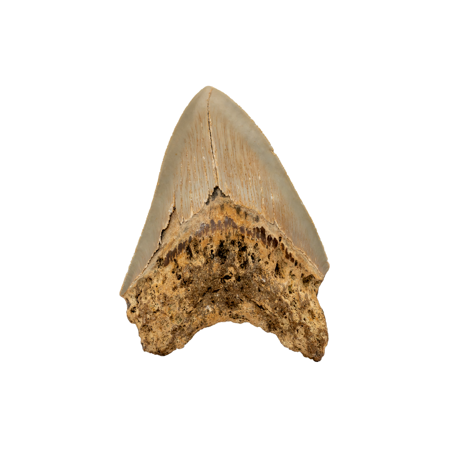 Megalodon Shark Tooth