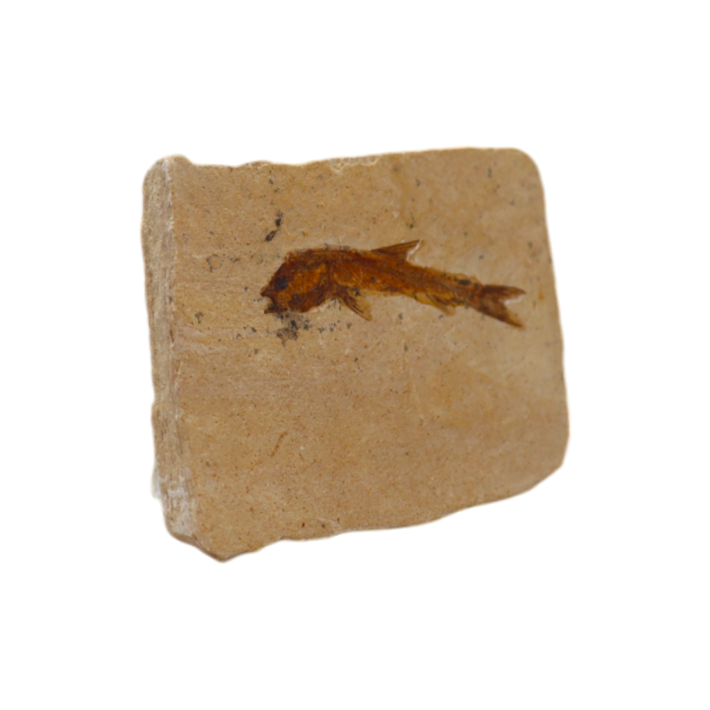 Fish Fossil