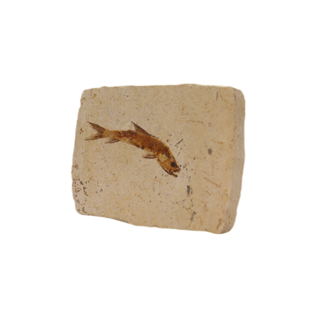 Fish Fossil