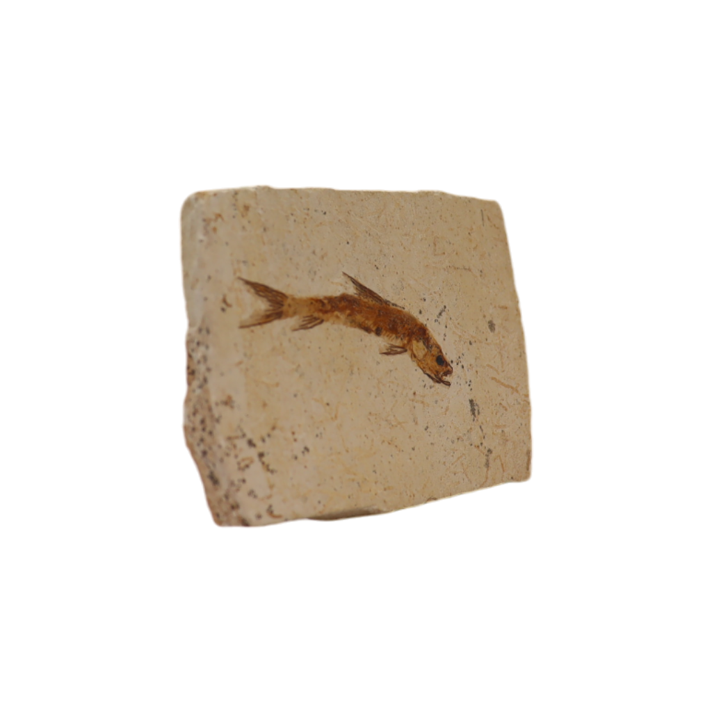 Fish Fossil