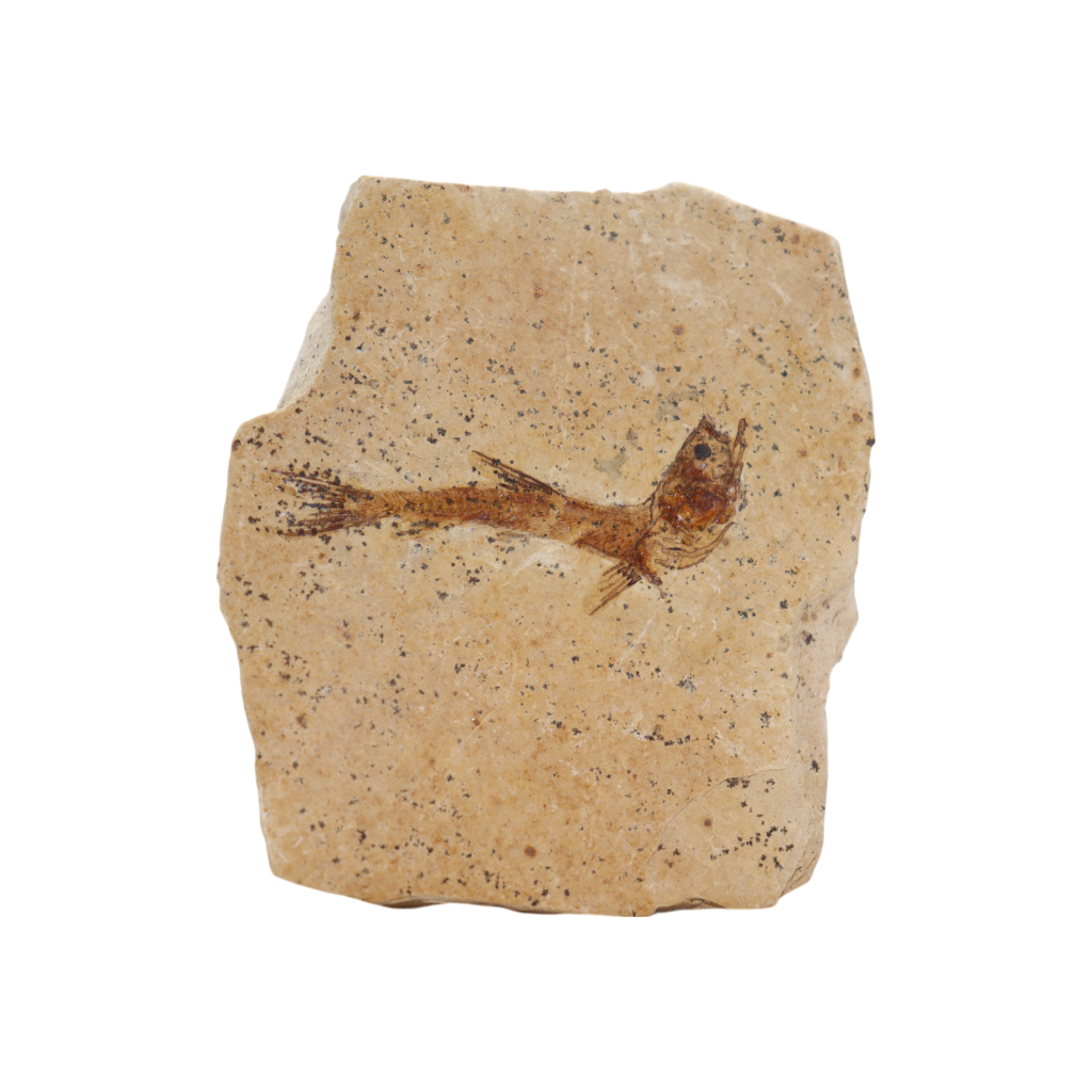 Fish Fossil