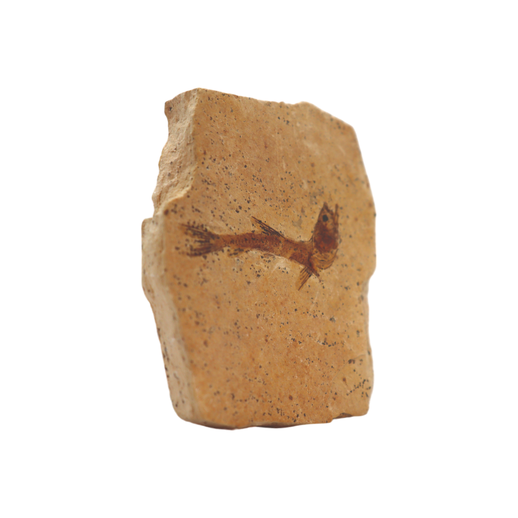 Fish Fossil