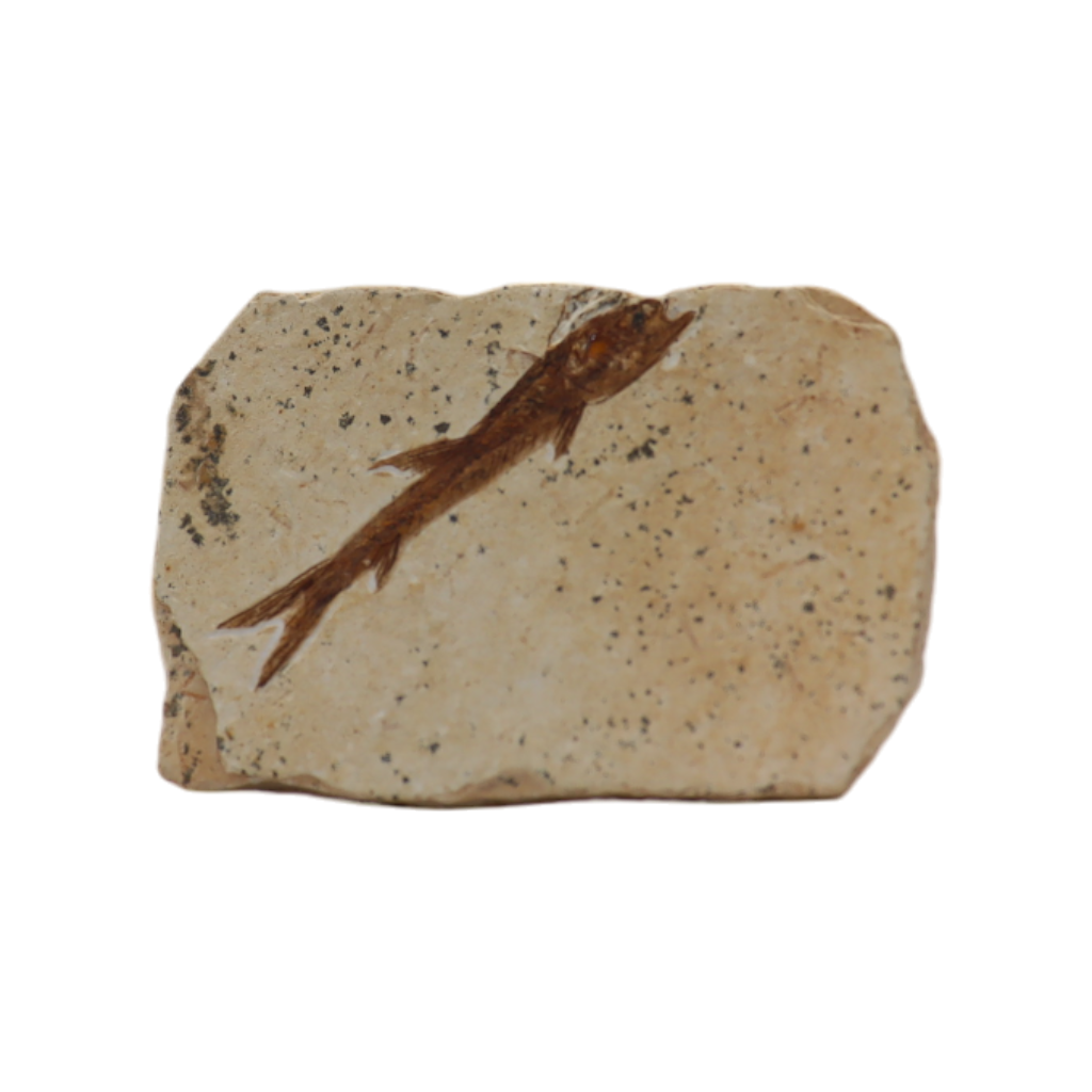 Fish Fossil
