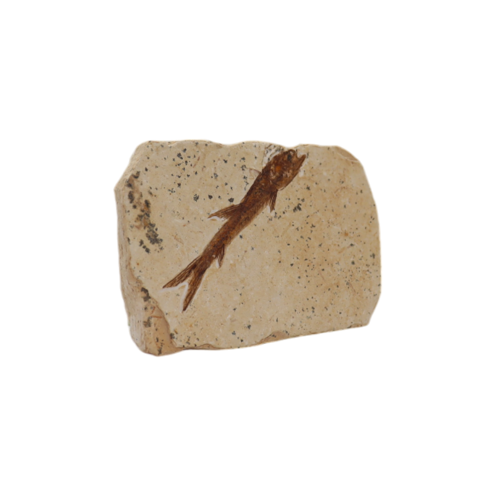 Fish Fossil