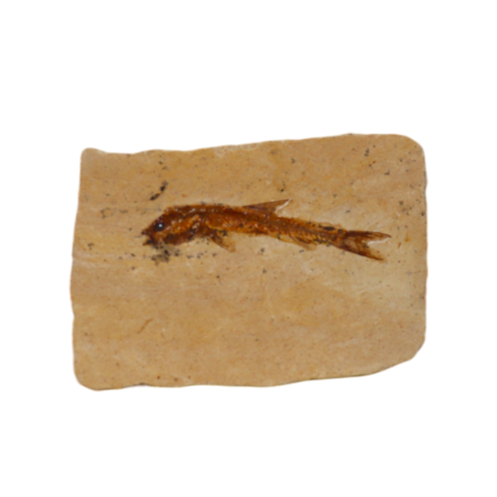 Fish Fossil
