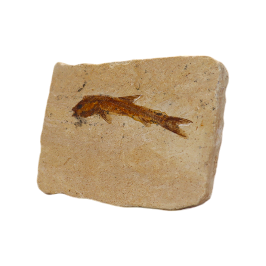 Fish Fossil