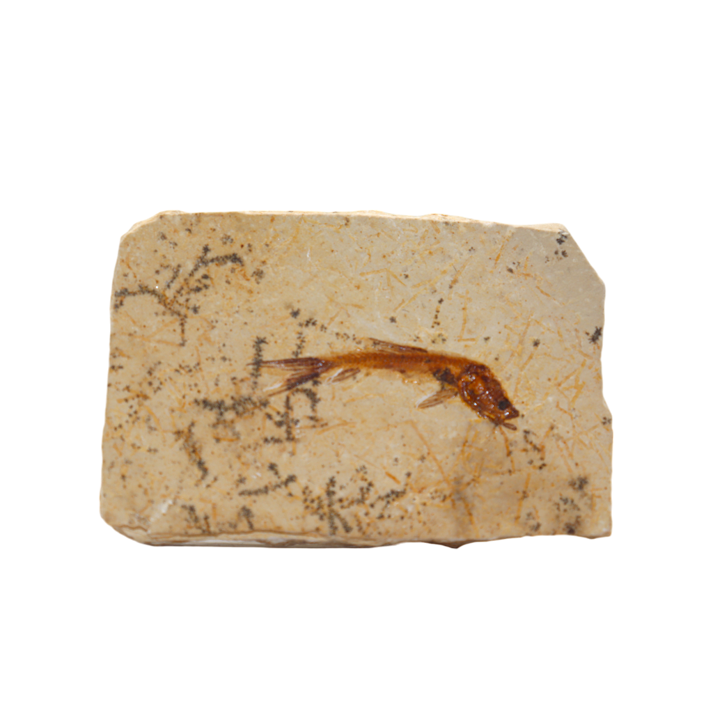 Fish Fossil