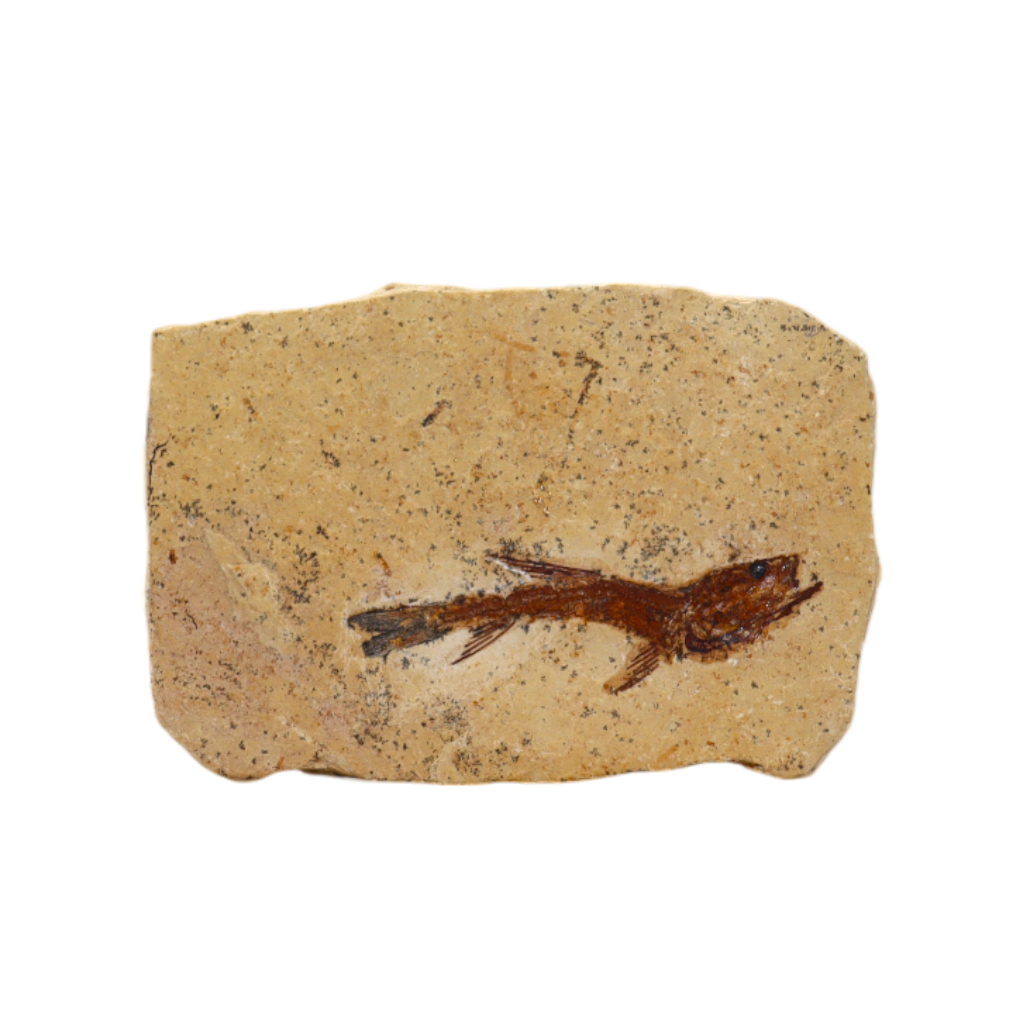 Fish Fossil