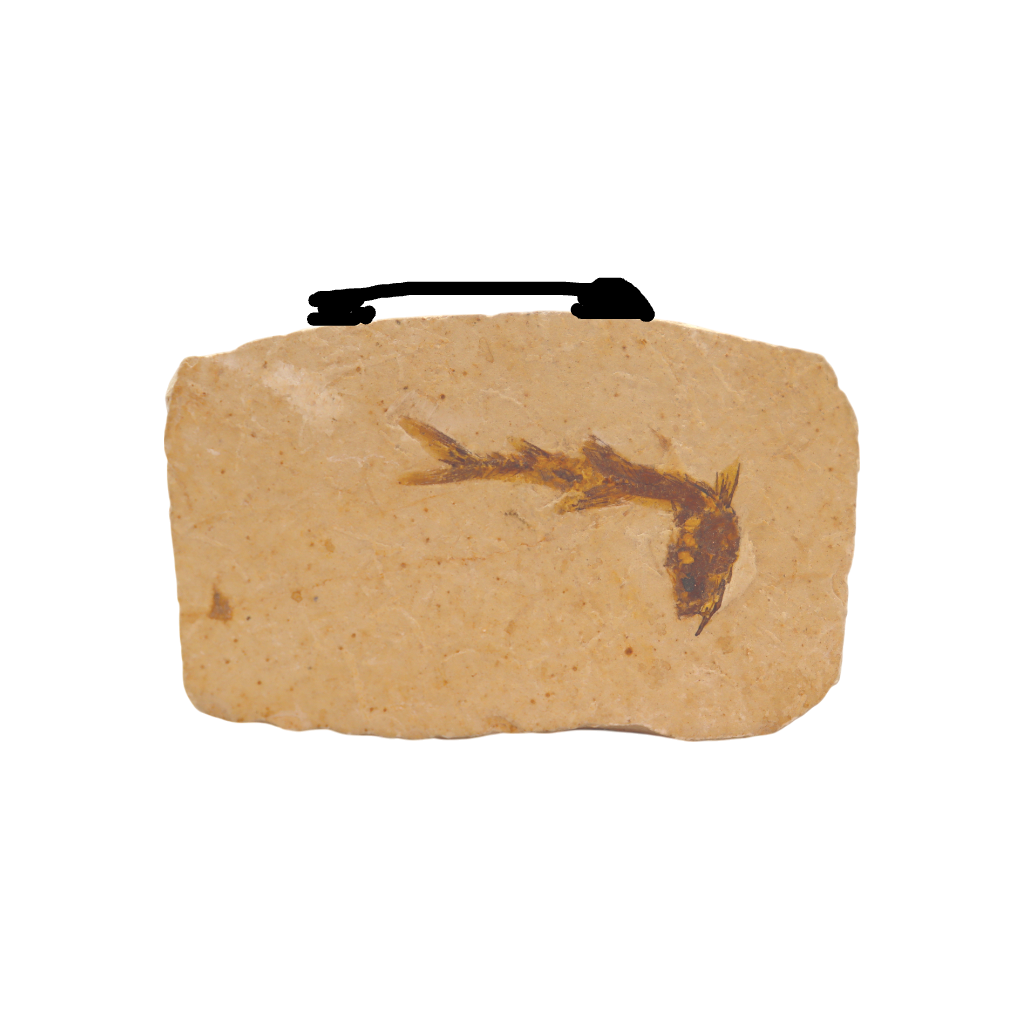 Fish Fossil
