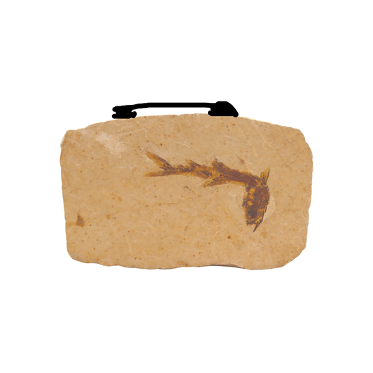 Fish Fossil