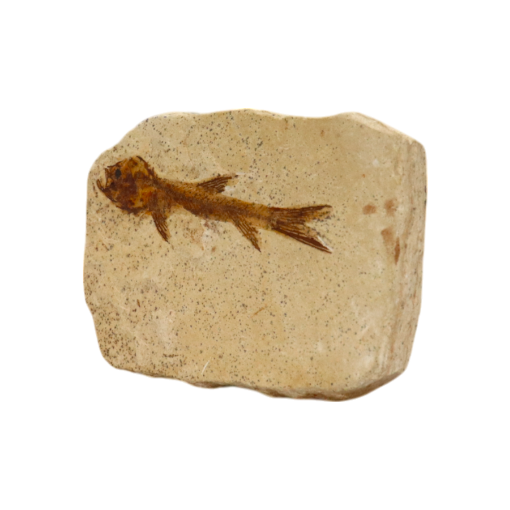 Fish Fossil