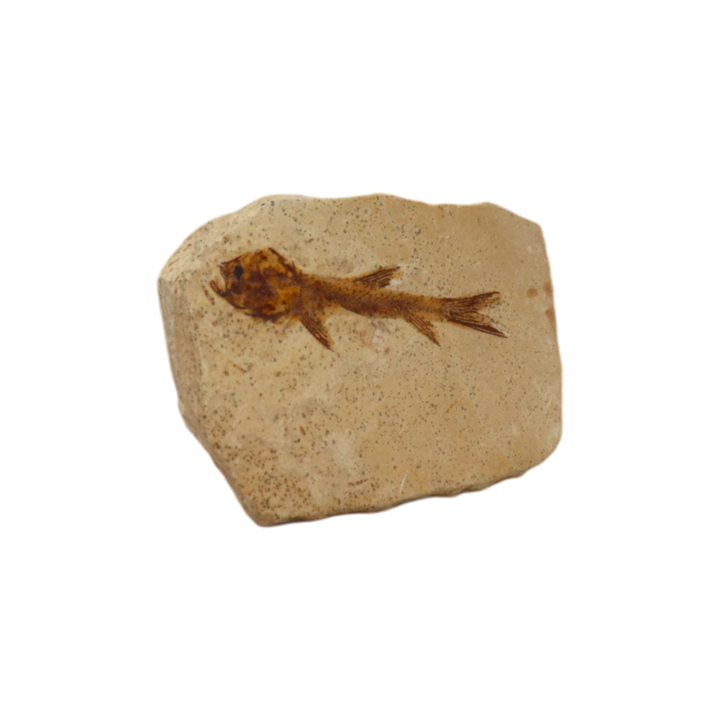 Fish Fossil