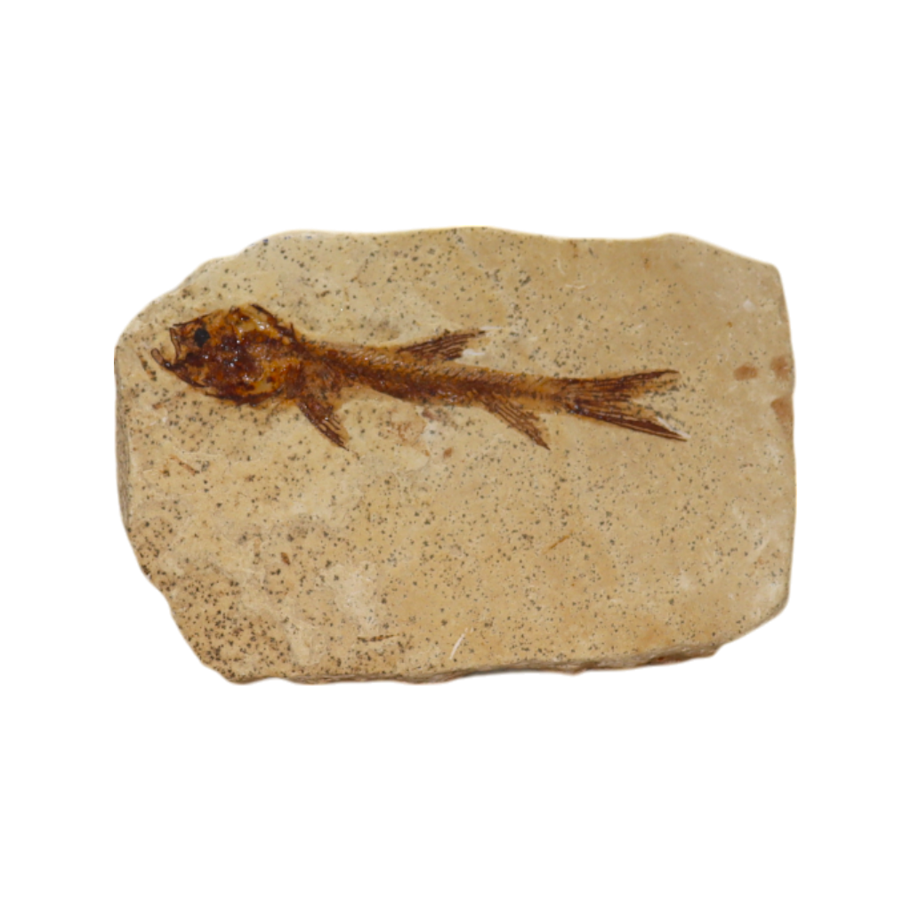 Fish Fossil