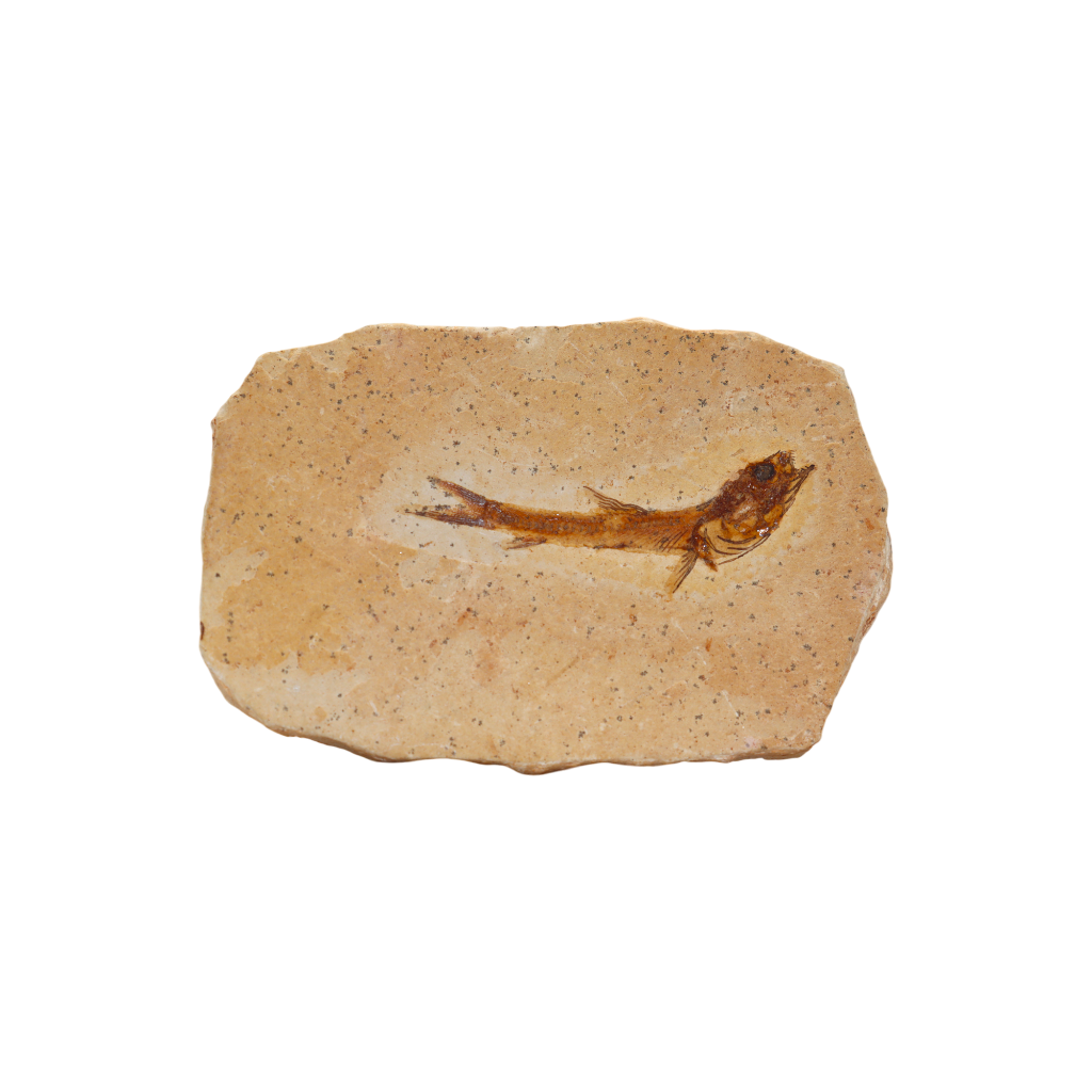 Fish Fossil