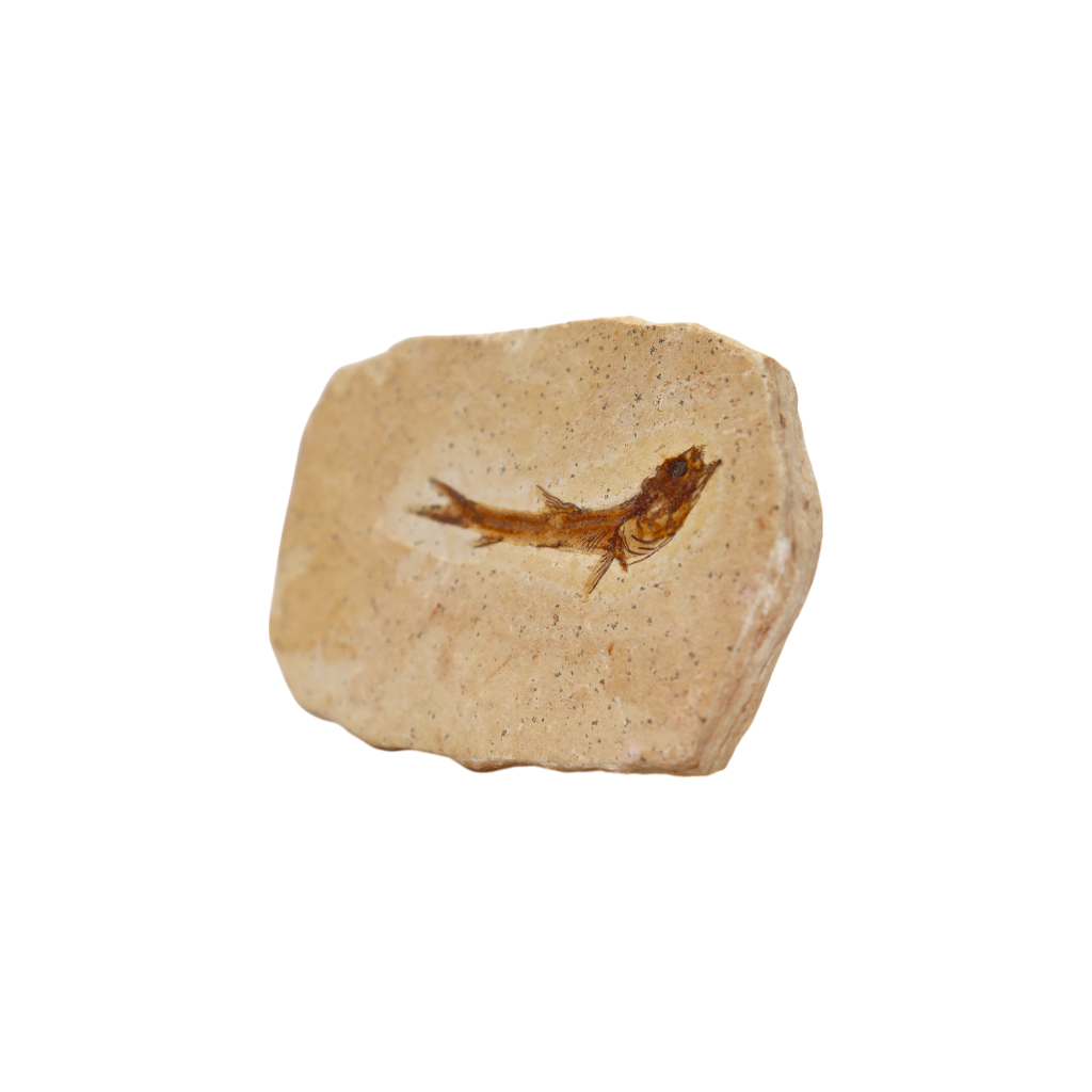Fish Fossil