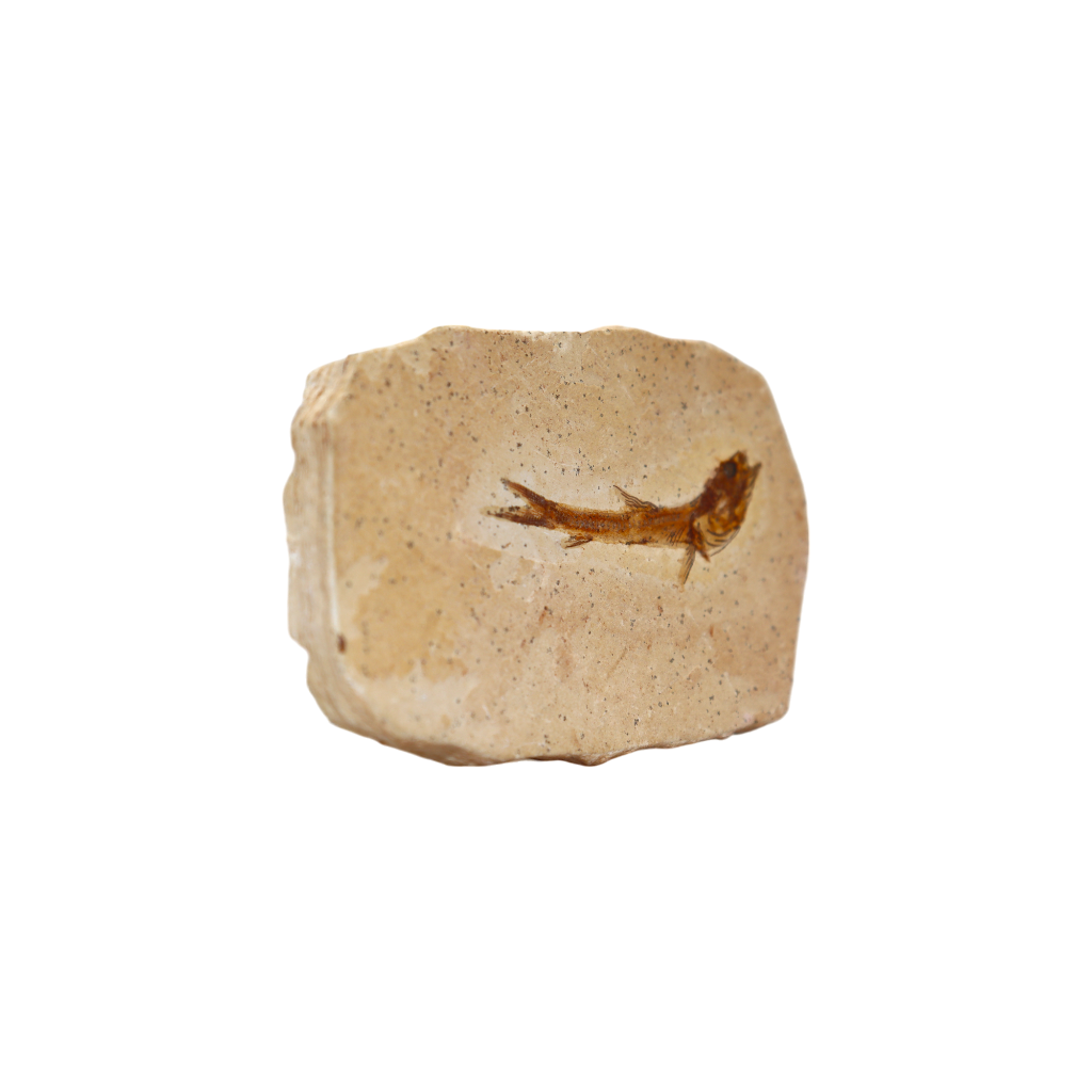 Fish Fossil