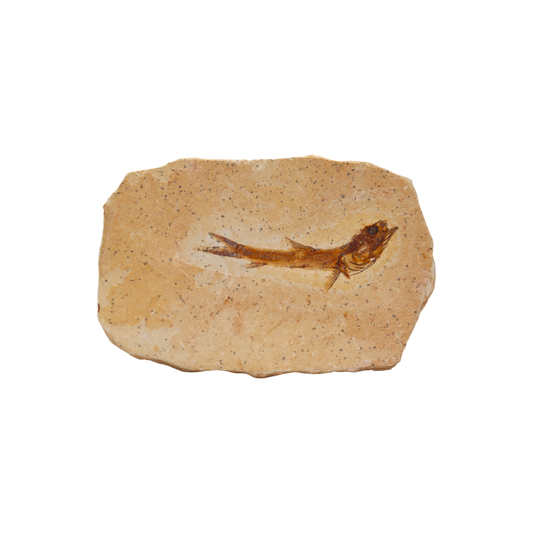 Fish Fossil