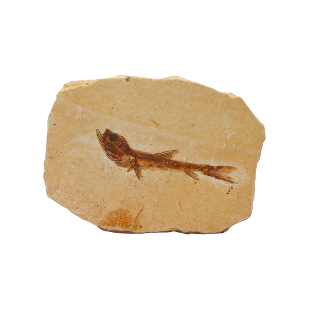 Fish Fossil