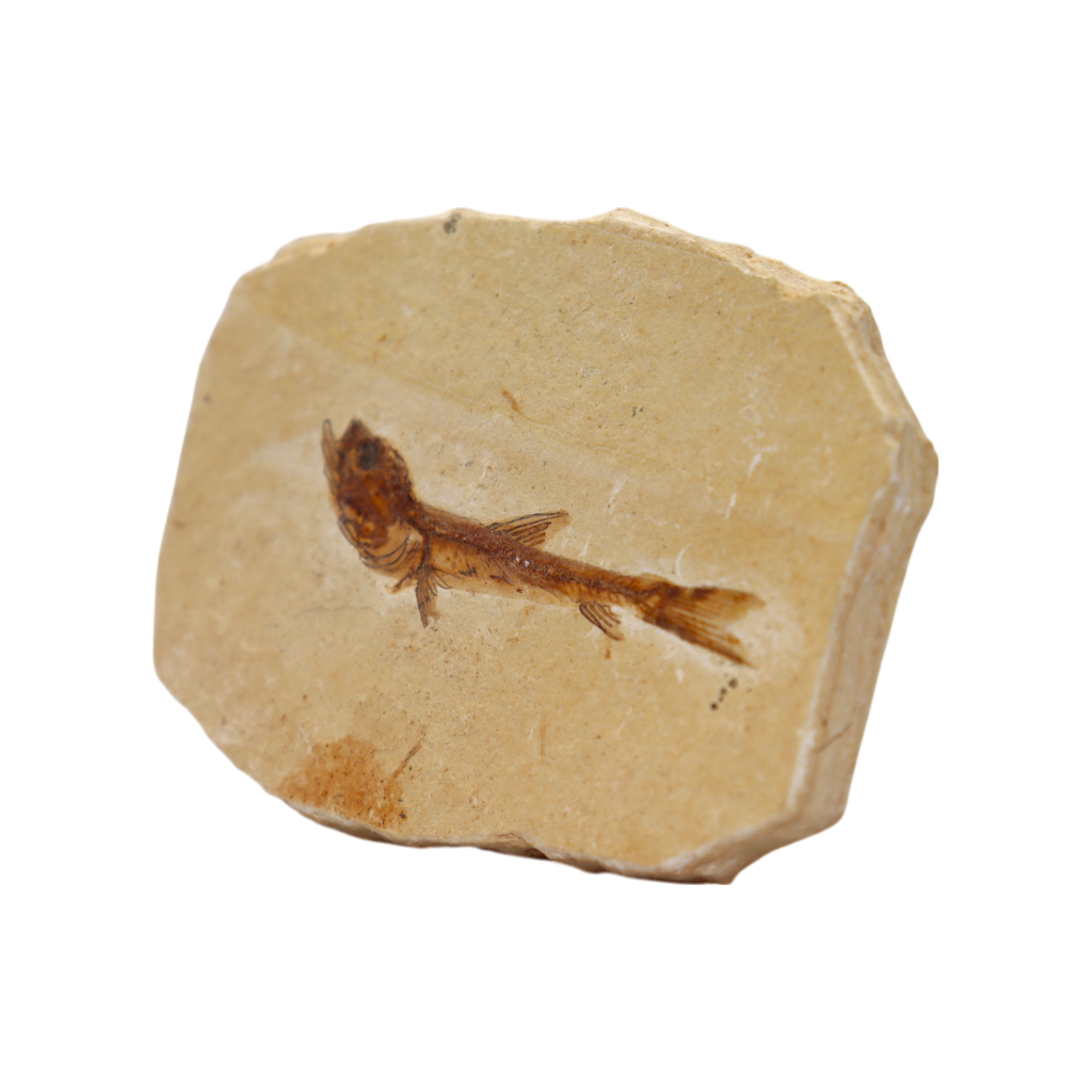 Fish Fossil