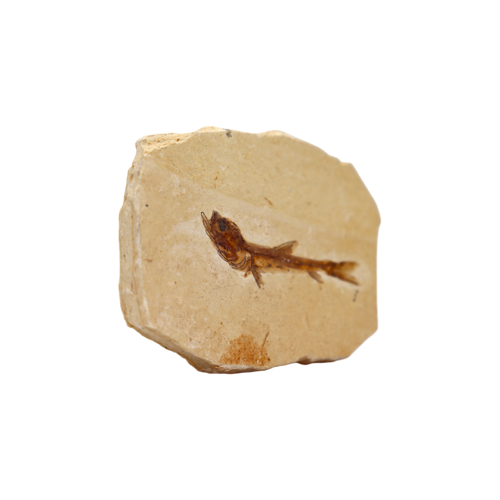 Fish Fossil