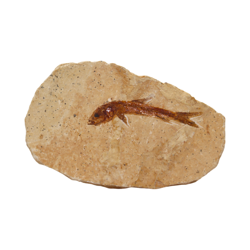 Fish Fossil