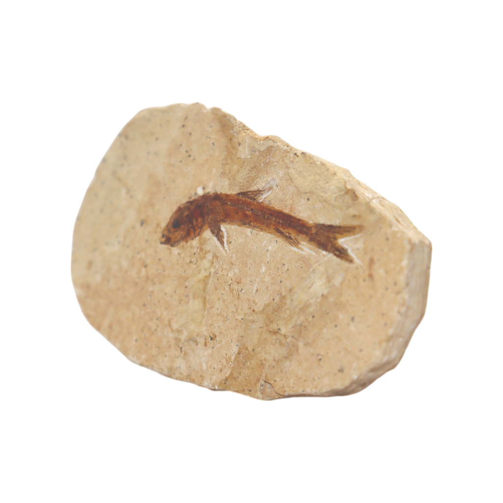 Fish Fossil