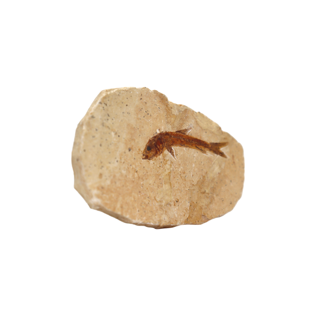 Fish Fossil