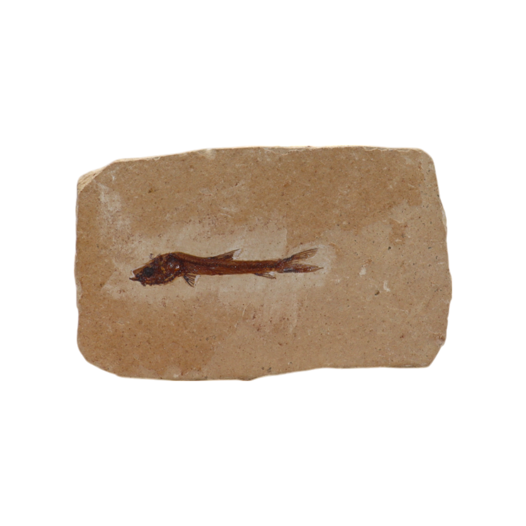 Fish Fossil
