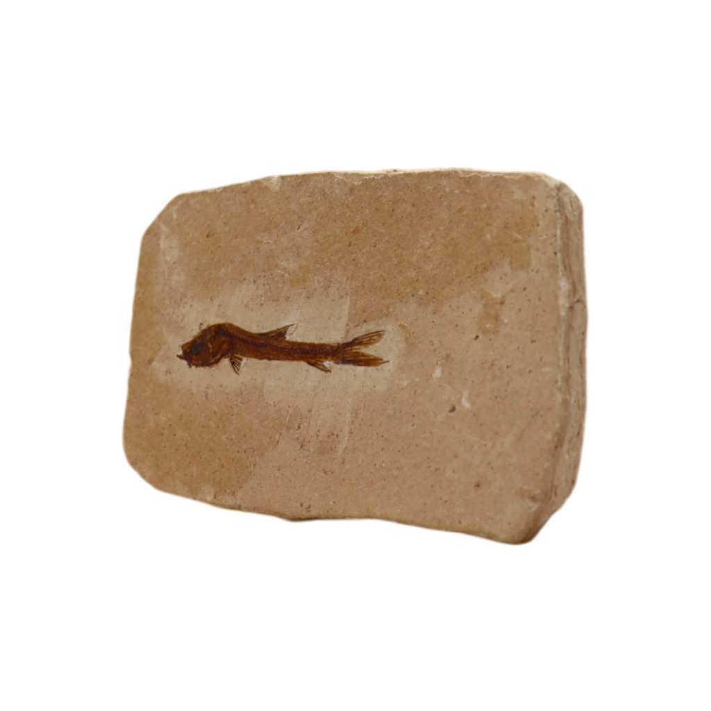 Fish Fossil