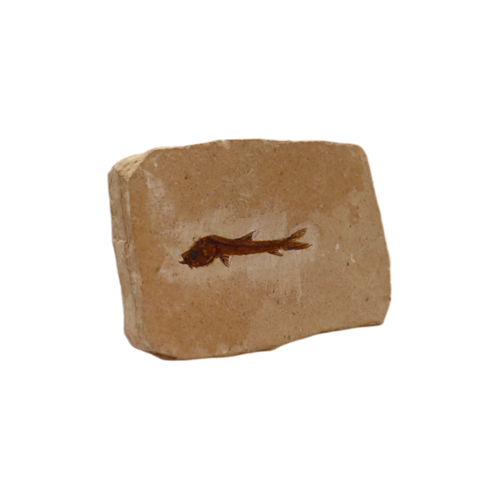 Fish Fossil