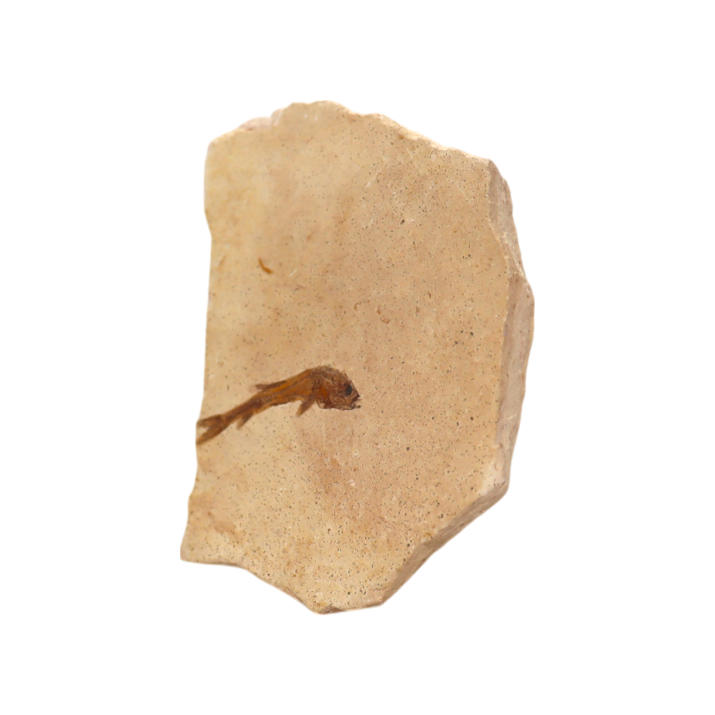 Fish Fossil