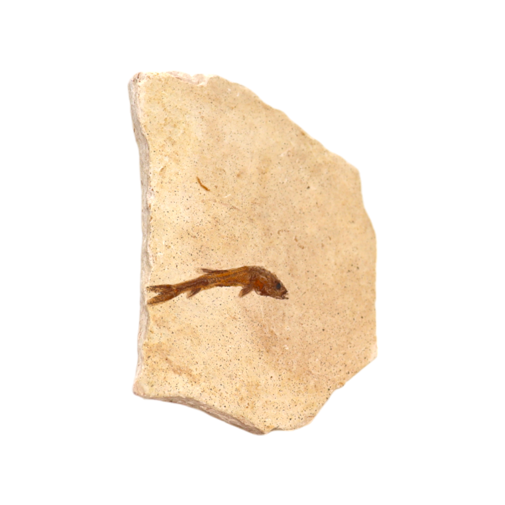 Fish Fossil