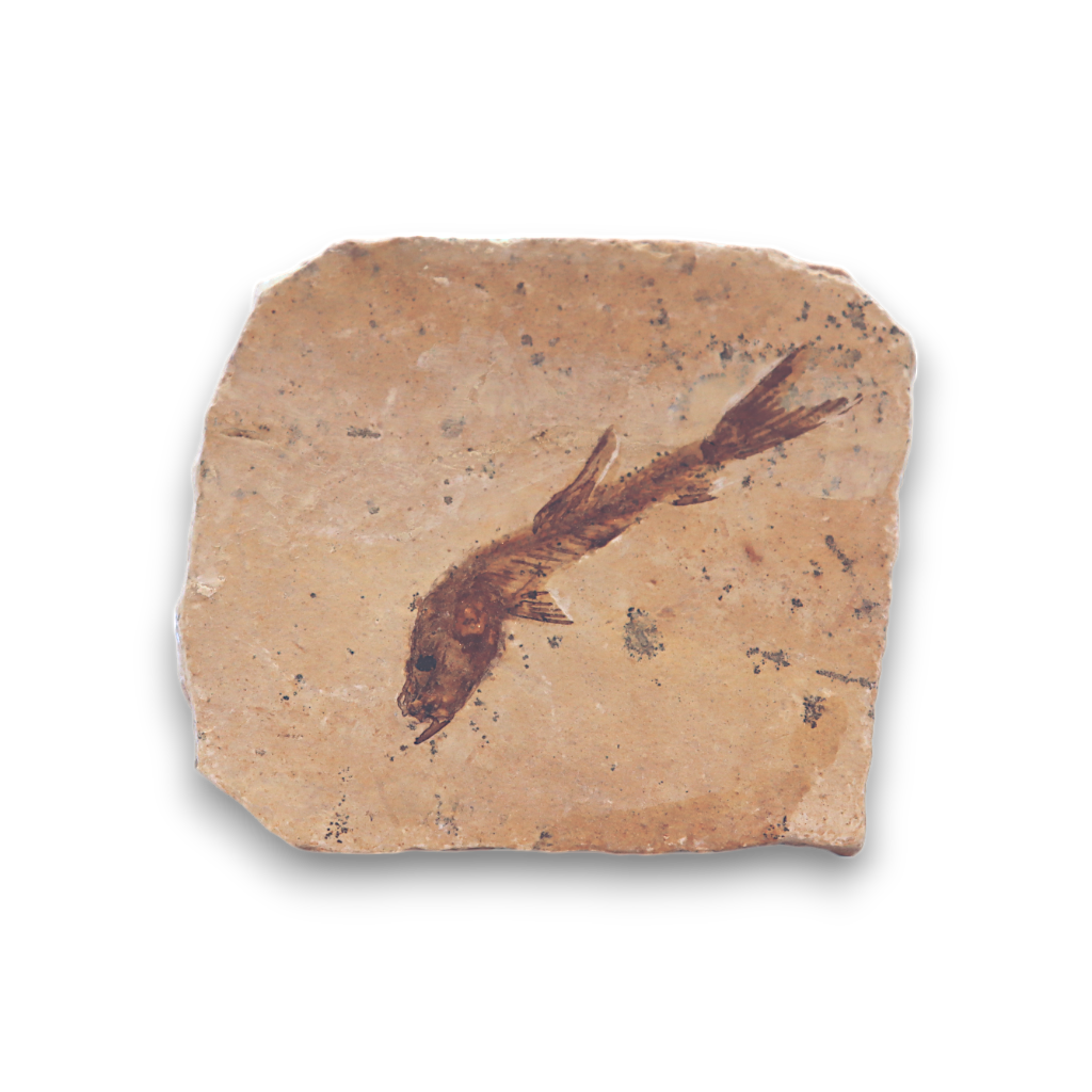 Fish Fossil