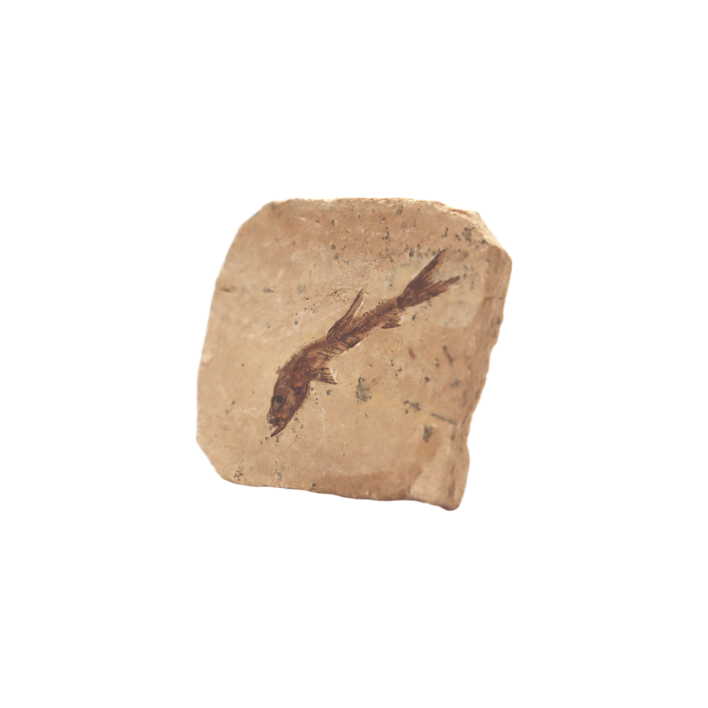 Fish Fossil