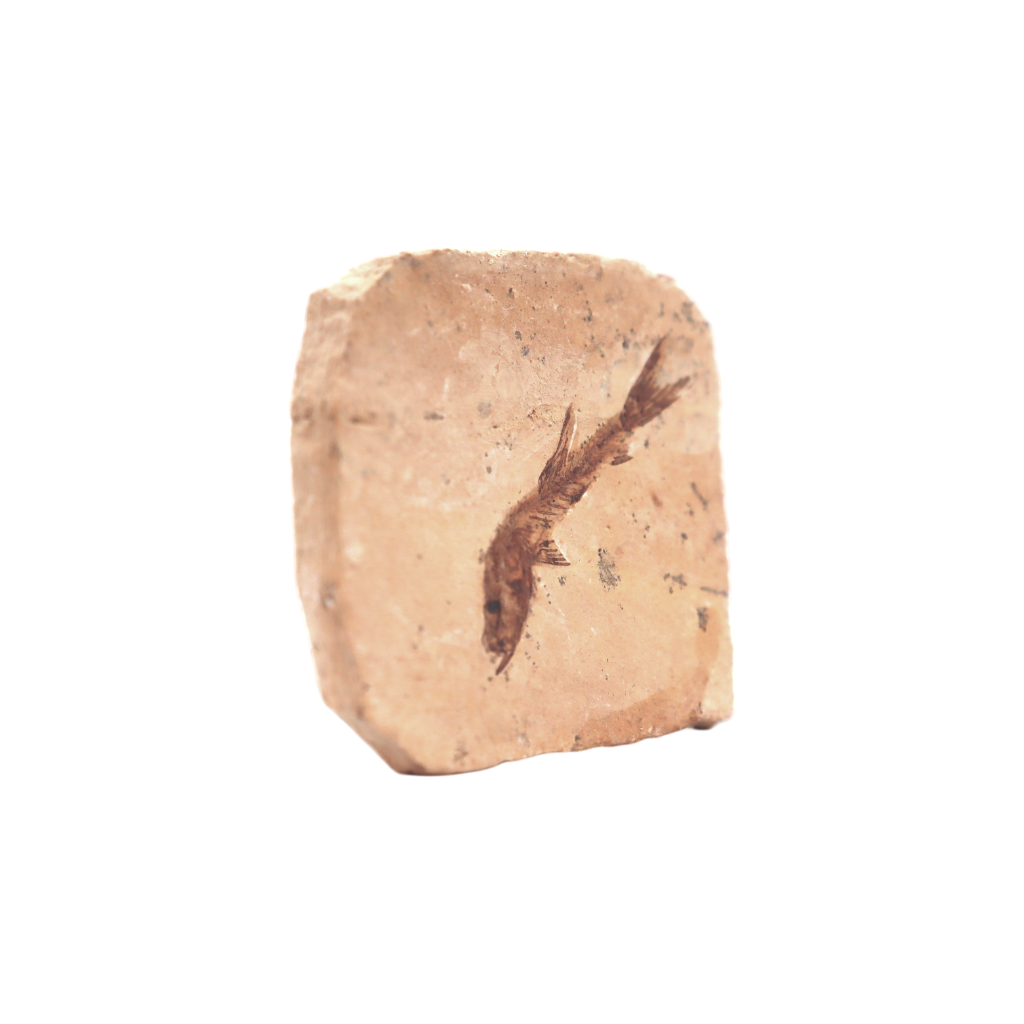 Fish Fossil