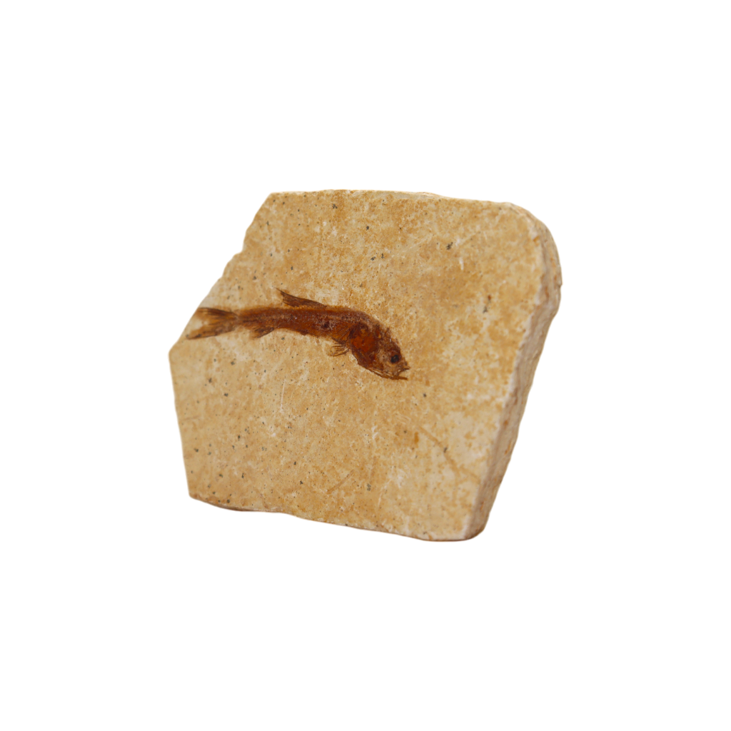 Fish Fossil