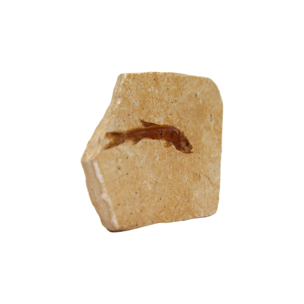 Fish Fossil