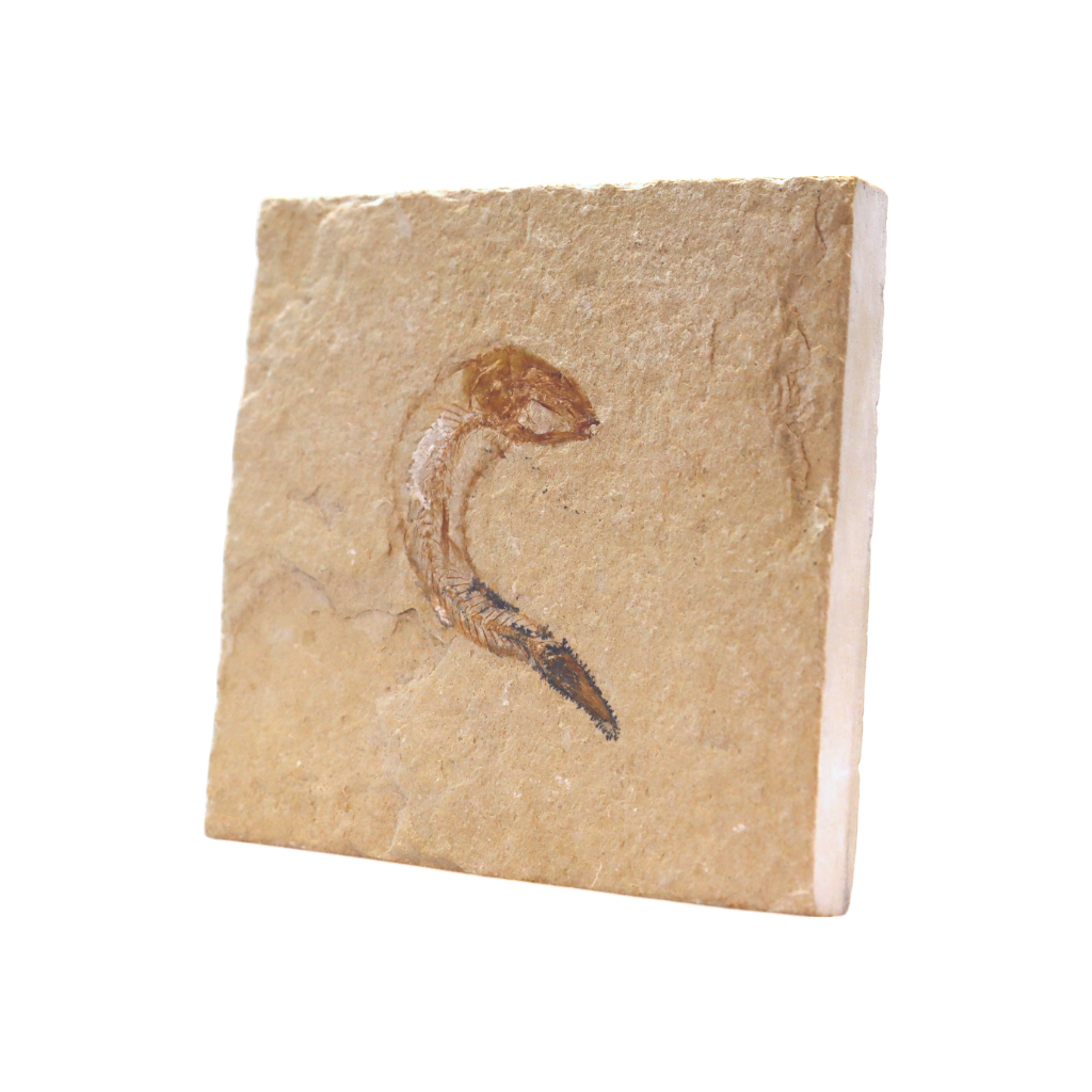 Fish Fossil