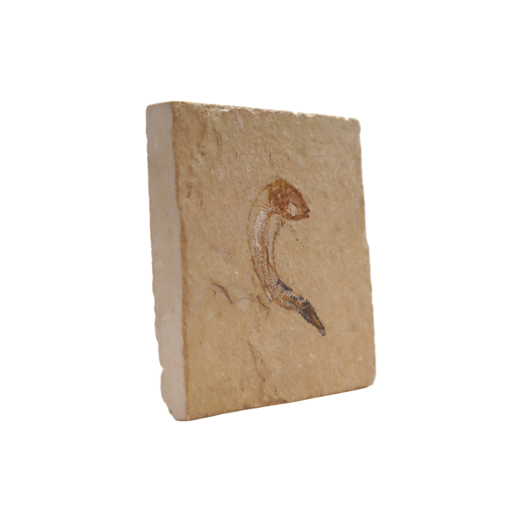 Fish Fossil