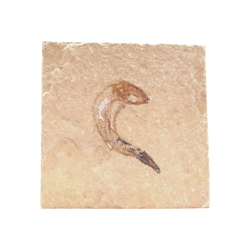 Fish Fossil
