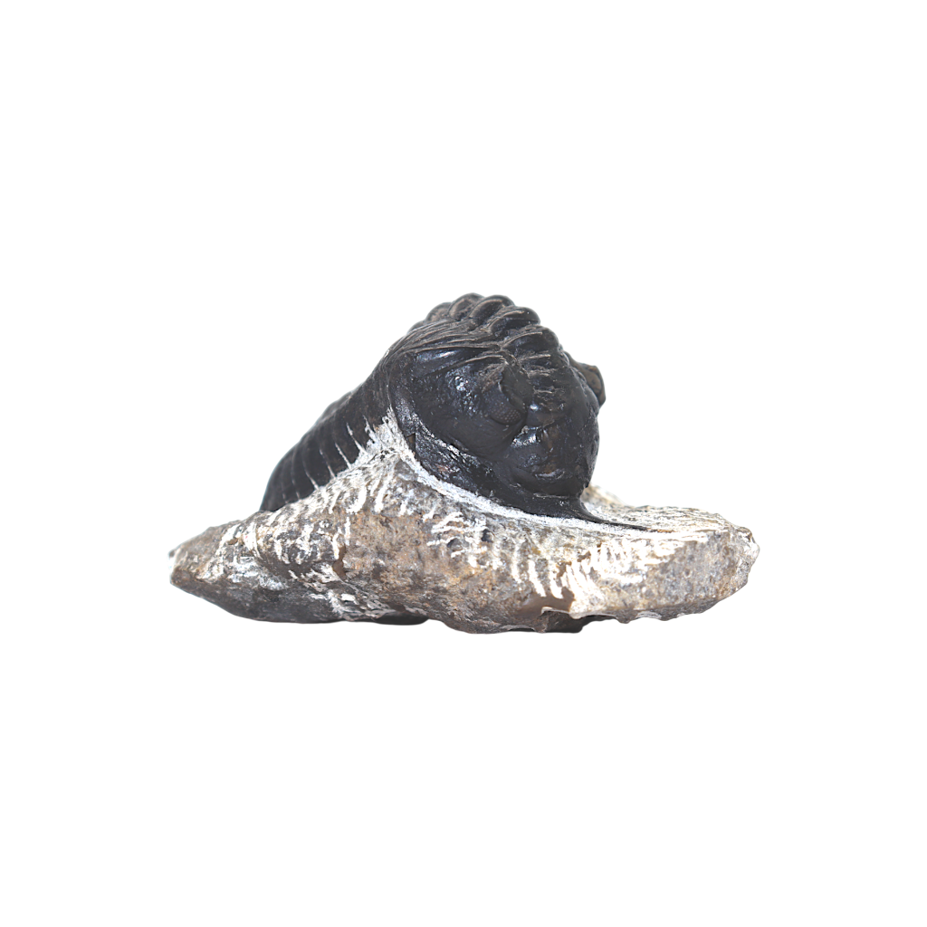 Trilobite
