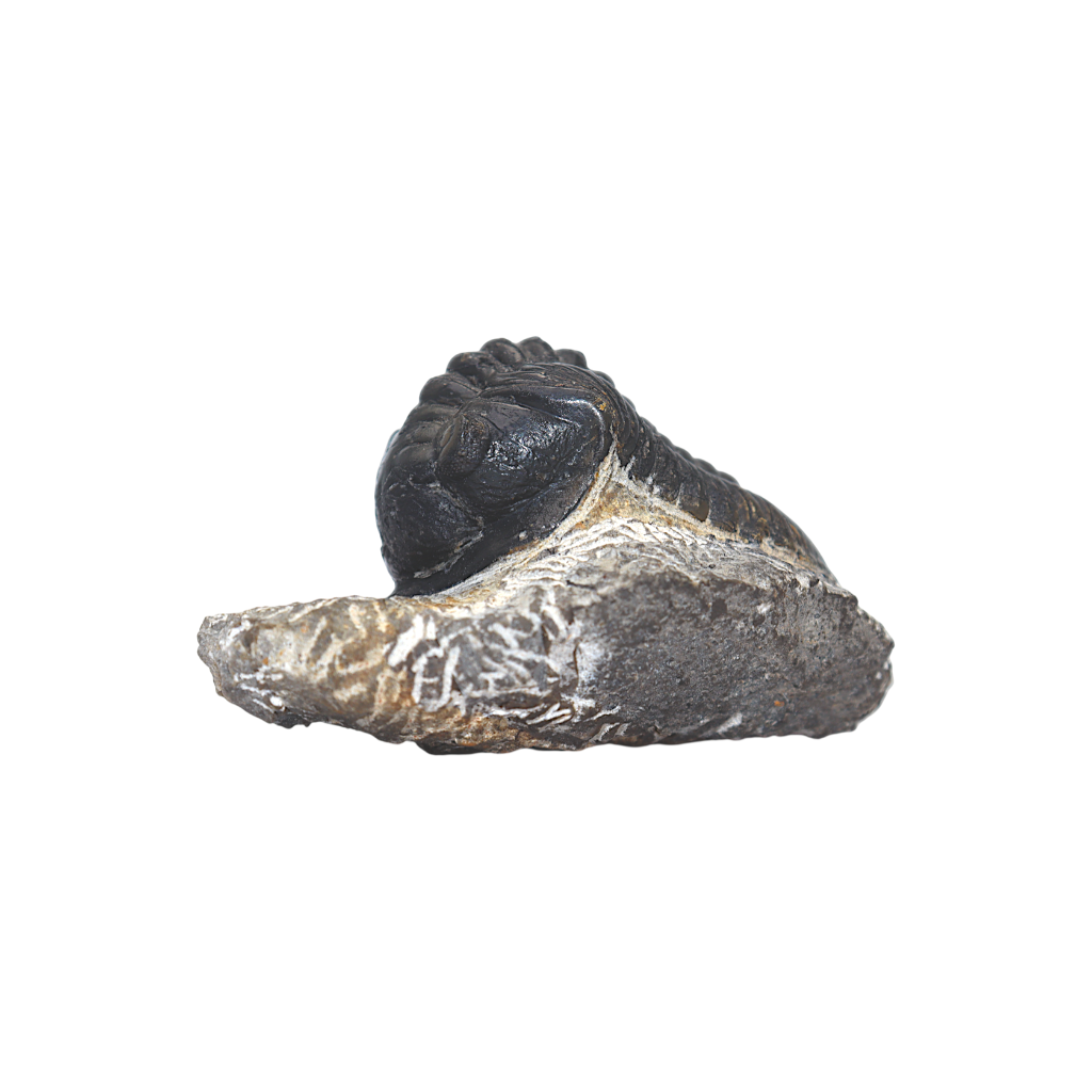 Trilobite